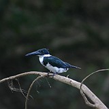 AMAZON KINGFISHER2
